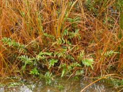 Blechnum minus. Plants growing in swampy conditions.
 Image: L.R. Perrie © Te Papa CC BY-NC 3.0 NZ